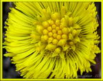 Coltsfoot
